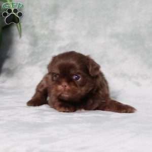 Bubbles, Shih Tzu Puppy